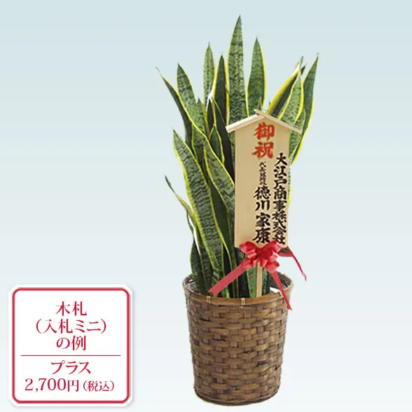 サンセベリア(籐かご付、ダークブラウン色)　Mサイズ１０