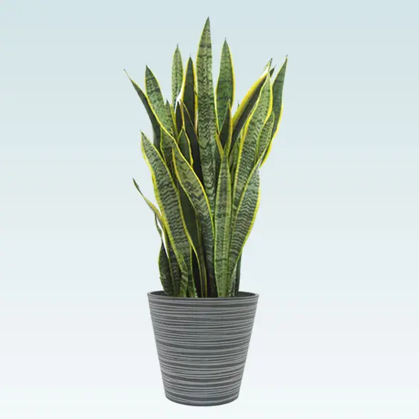 サンセベリア(エコフレンドリーポット付)　Mサイズ