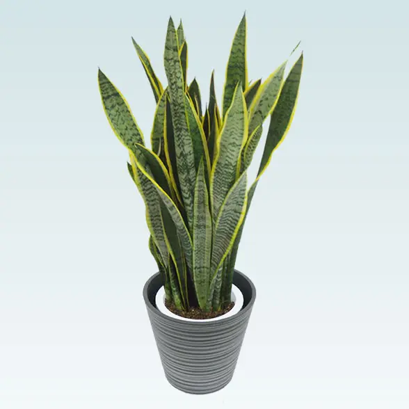 サンセベリア(エコフレンドリーポット付)　Mサイズ　上から