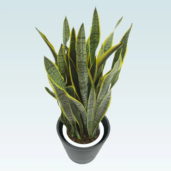 サンセベリア(エコフレンドリーポット付)　Mサイズ　斜め上から