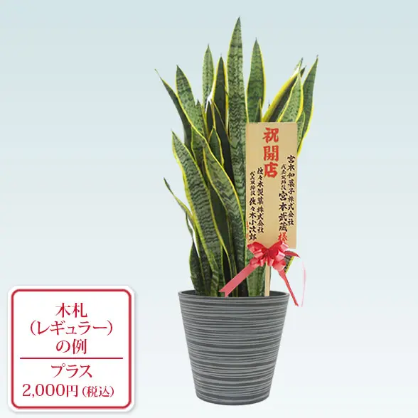 サンセベリア(エコフレンドリーポット付)　Mサイズ　レギュラー札付き