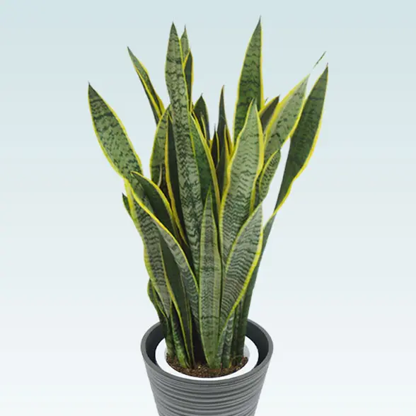 サンセベリア(エコフレンドリーポット付)　Mサイズ 拡大