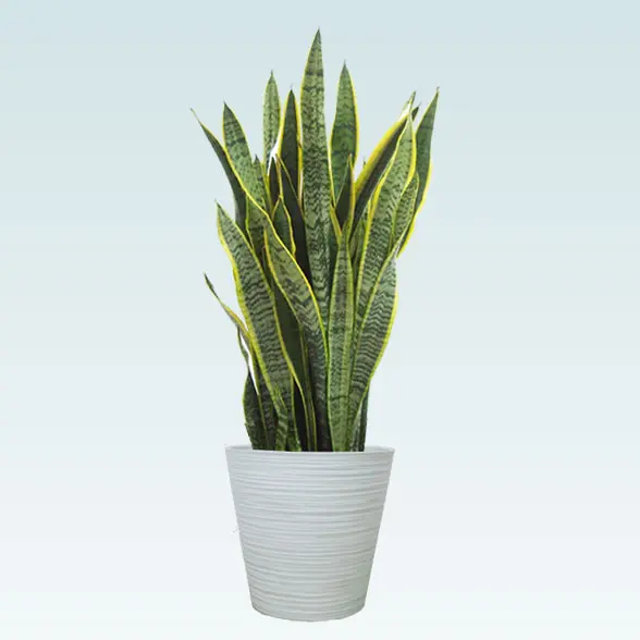 サンセベリア(エコフレンドリーポット付)　Mサイズ　ホワイト