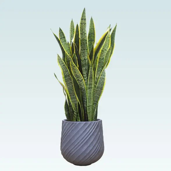 サンセベリア(スパイラル型、グラスファイバー製鉢カバー付)　Mサイズ