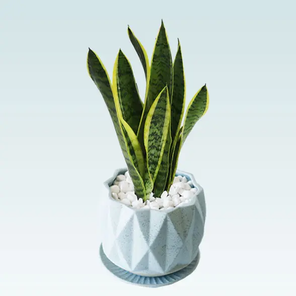 サンセベリア(陶器鉢植込み、４号プリズムポット)左