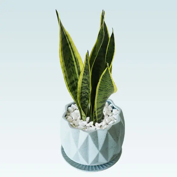 サンセベリア(陶器鉢植込み、４号プリズムポット)　右