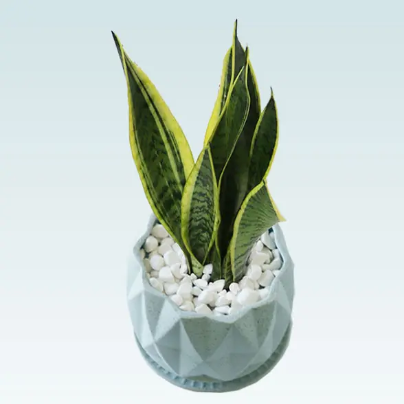 サンセベリア(陶器鉢植込み、４号プリズムポット)　正面