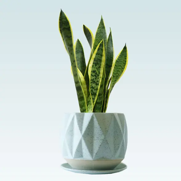 サンセベリア(陶器鉢植込み、４号プリズムポット)　横から