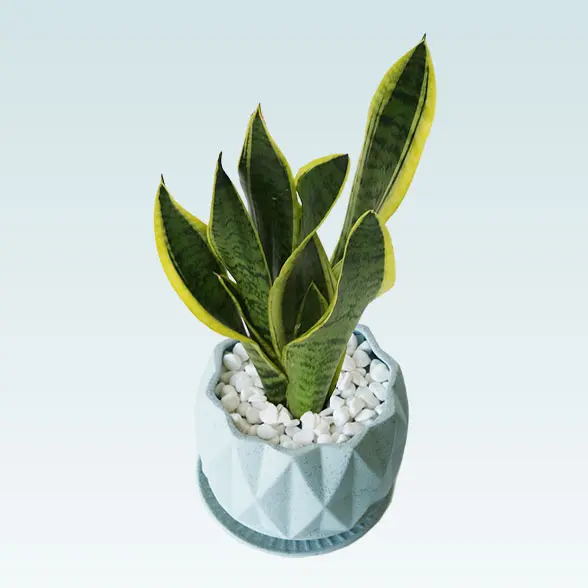 サンセベリア(陶器鉢植込み、４号プリズムポット)　斜め上