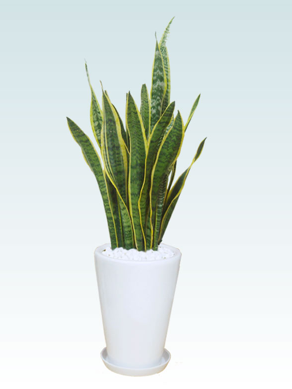 サンセベリア 陶器鉢植込み ラウンドタイプ白色 スタイリッシュ 観葉植物の販売 通販の観葉植物のオアシス