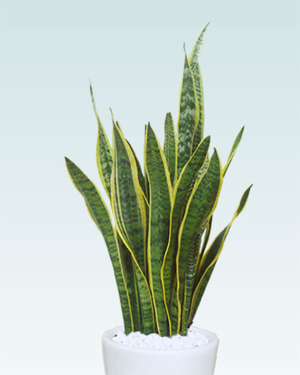 サンセベリア(ラスターポット付)　Mサイズ2