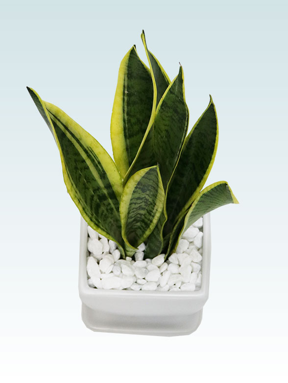 サンセベリア(陶器鉢植込み、４号スクエア白色)2