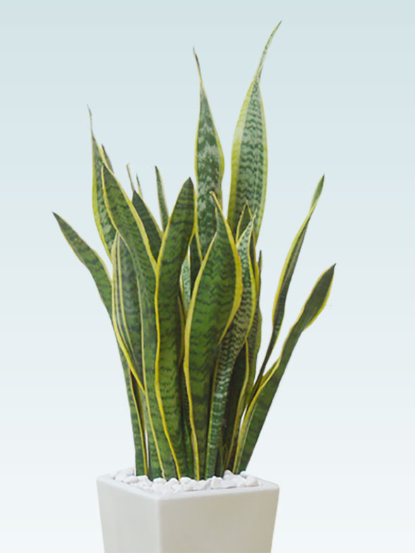 サンセベリア 陶器鉢植込み スクエアタイプ白色 スタイリッシュ 観葉植物の販売 通販の観葉植物のオアシス サンセベリア 陶器鉢植込み スクエアタイプ白色 スタイリッシュ 観葉植物の販売 通販の観葉植物のオアシス