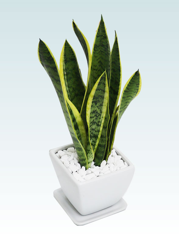 サンセベリア(陶器鉢植込み、４号スクエア白色)3