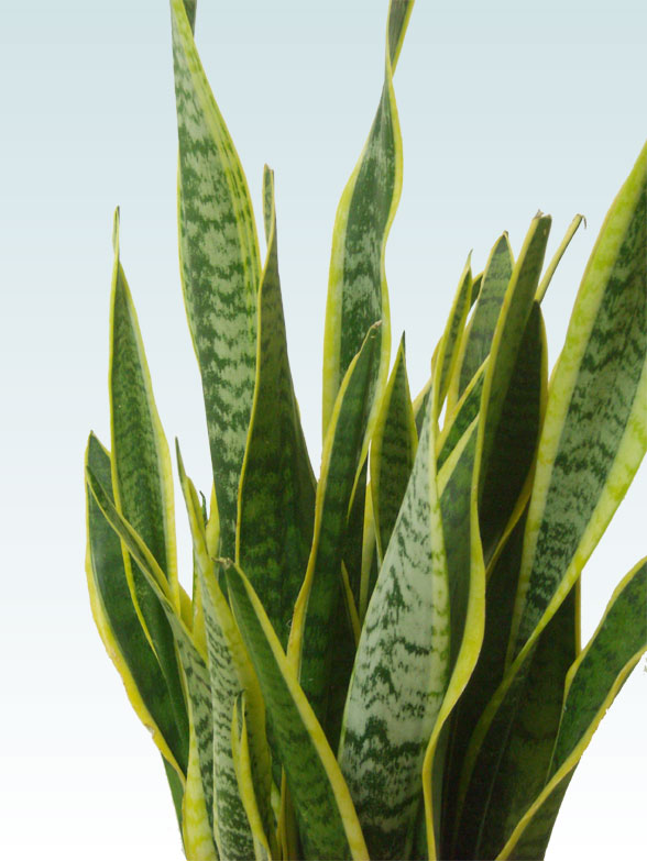 サンセベリア(ラスターポット付)　Mサイズ3