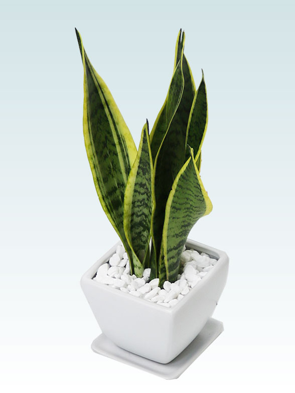 サンセベリア(陶器鉢植込み、４号スクエア白色)4