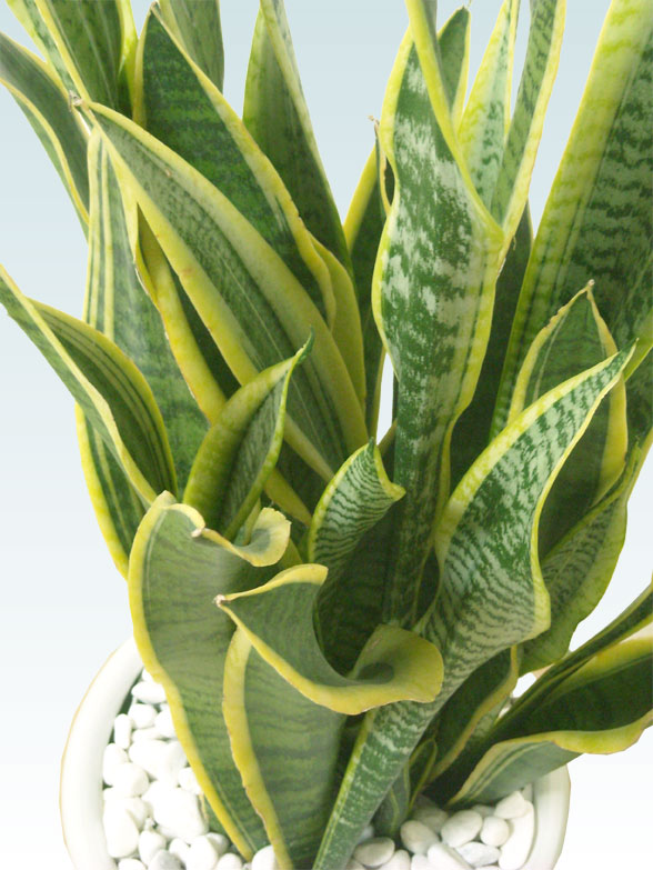 サンセベリア(ラスターポット付)　Mサイズ6