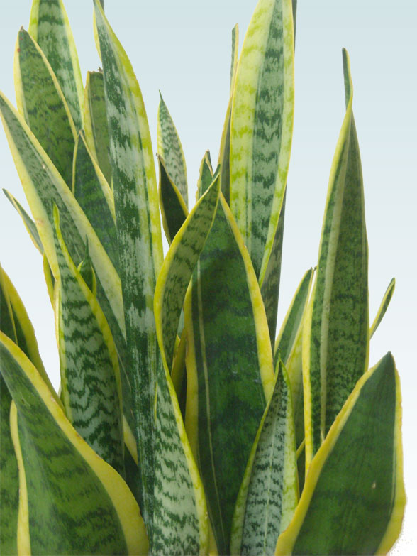 サンセベリア(ラスターポット付)　Mサイズ7