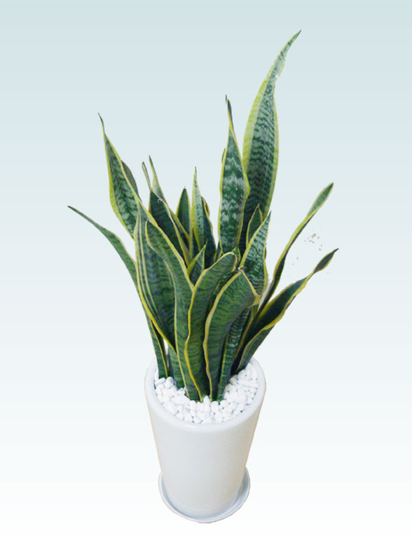 サンセベリア(ラスターポット付)　Mサイズ8