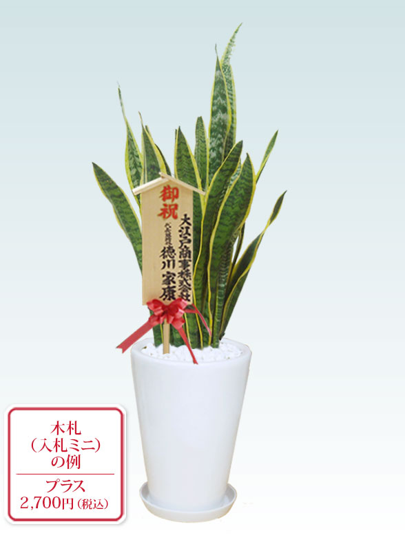 サンセベリア(陶器鉢植込み、ラウンドタイプ白色) スタイリッシュ/観葉