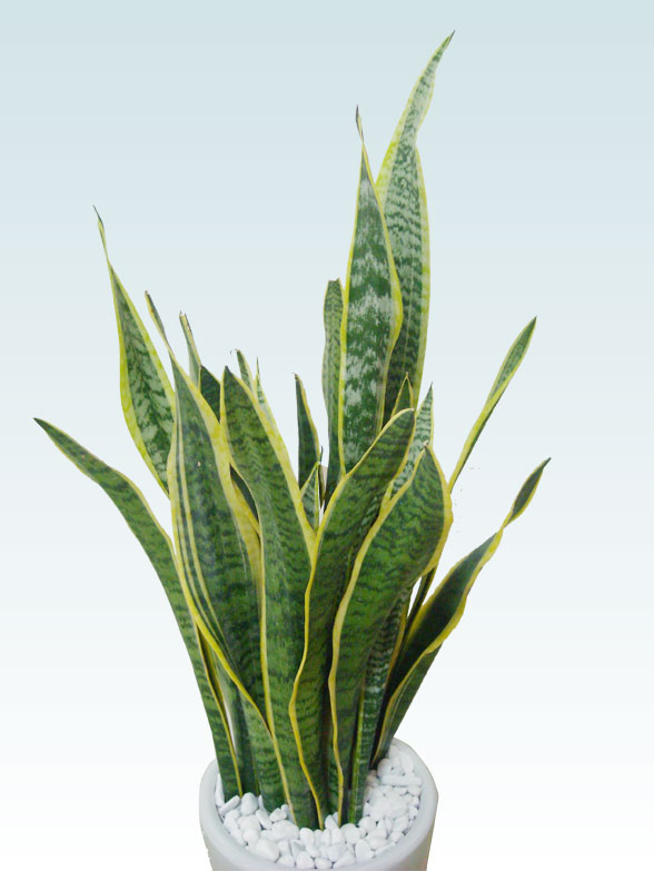 サンセベリア(陶器鉢植込み、ラウンドタイプ白色) スタイリッシュ/観葉