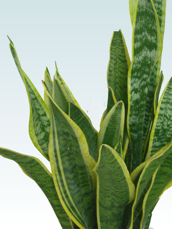 サンセベリア(ラスターポット付)　Mサイズ16