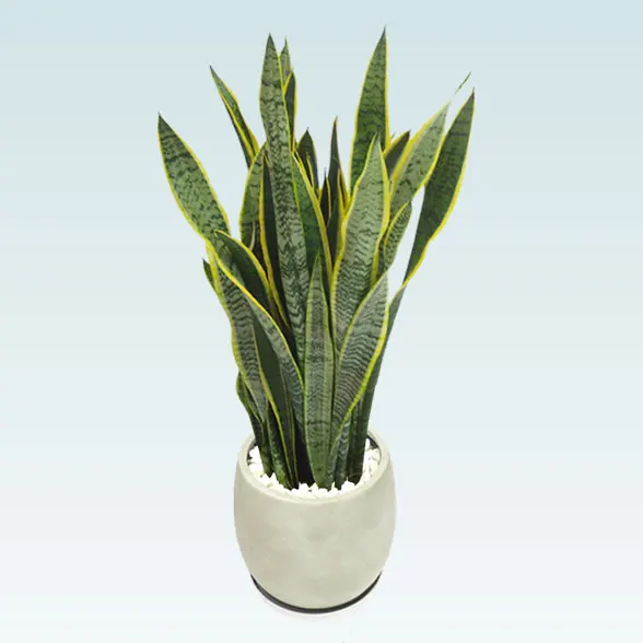 サンセベリア(グラスファイバー製鉢植込み、バルーン型)　スタイリッシュ4