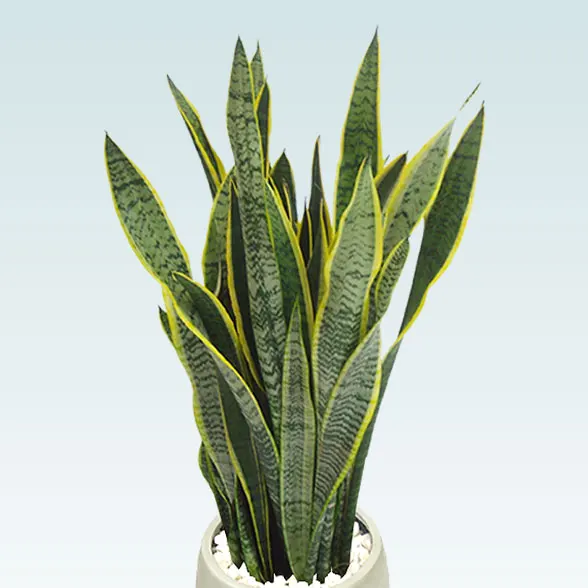 サンセベリア(グラスファイバー製鉢植込み、バルーン型)　スタイリッシュ11