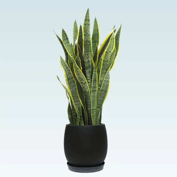 サンセベリア(グラスファイバー製鉢植込み、バルーン型)　スタイリッシュ1
