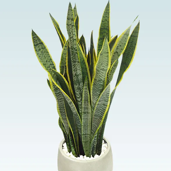 サンセベリア(グラスファイバー製鉢植込み、チューリップ型)11