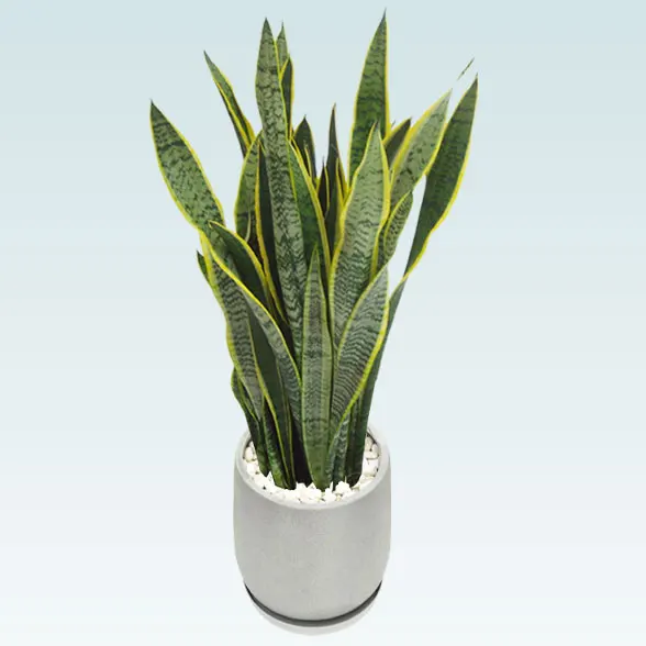 サンセベリア(グラスファイバー製鉢植込み、チューリップ型)4