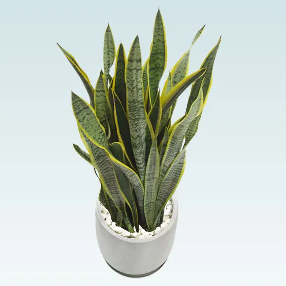 サンセベリア(グラスファイバー製鉢植込み、チューリップ型)5