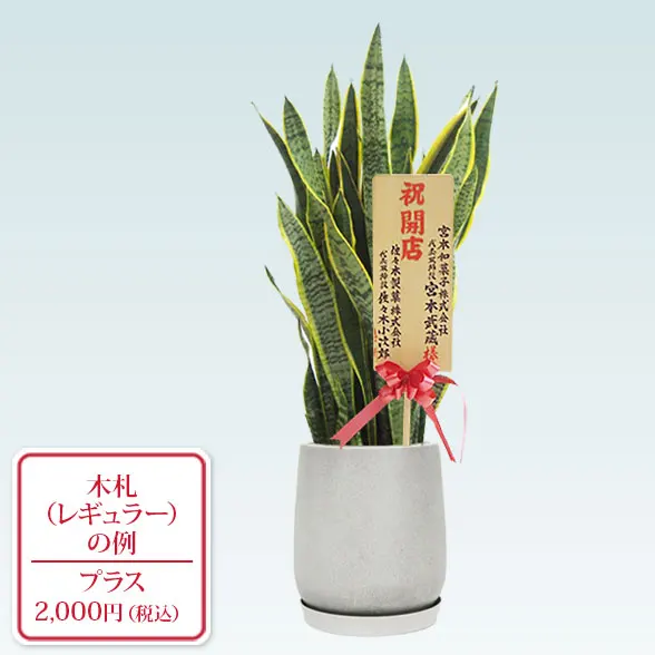 サンセベリア(グラスファイバー製鉢植込み、チューリップ型)9