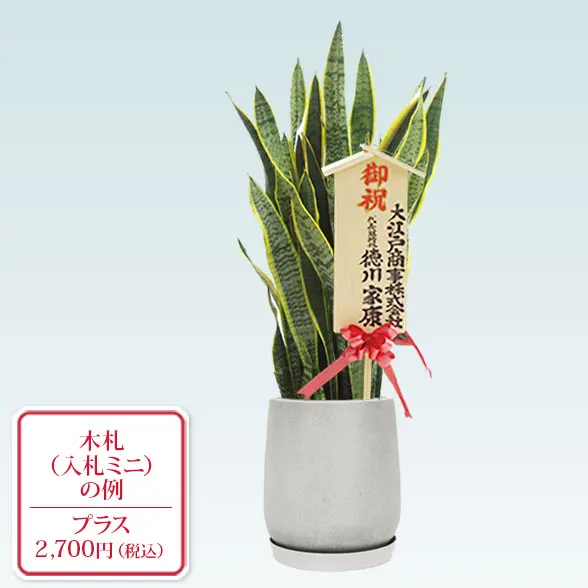 サンセベリア(グラスファイバー製鉢植込み、チューリップ型)10