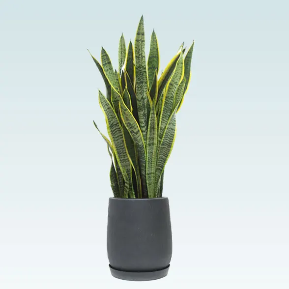 サンセベリア(グラスファイバー製鉢植込み、チューリップ型)61