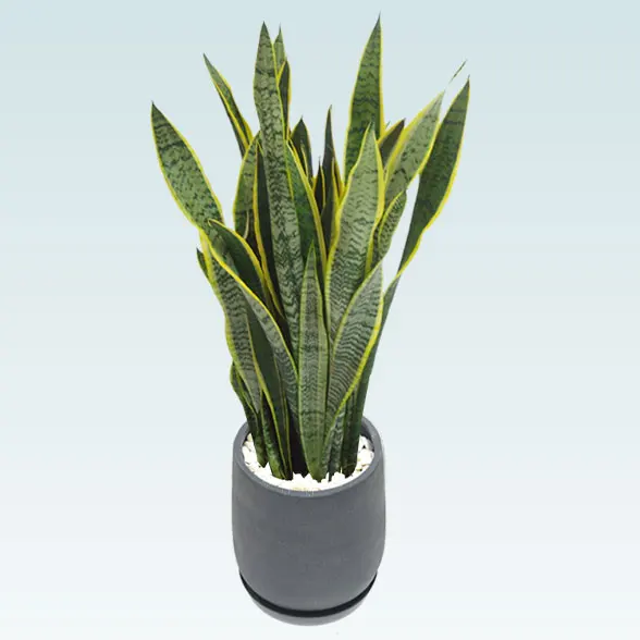 サンセベリア(グラスファイバー製鉢植込み、チューリップ型)64