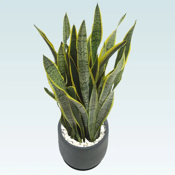 サンセベリア(グラスファイバー製鉢植込み、チューリップ型)65