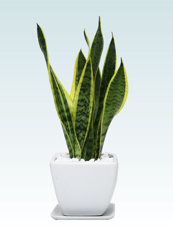 サンセベリア(陶器鉢植込み、４号スクエア白色)6