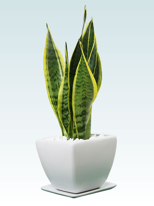 サンセベリア(陶器鉢植込み、４号スクエア白色)9