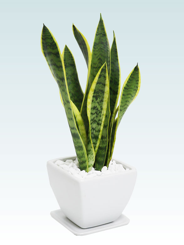 サンセベリア(陶器鉢植込み、４号スクエア白色)10