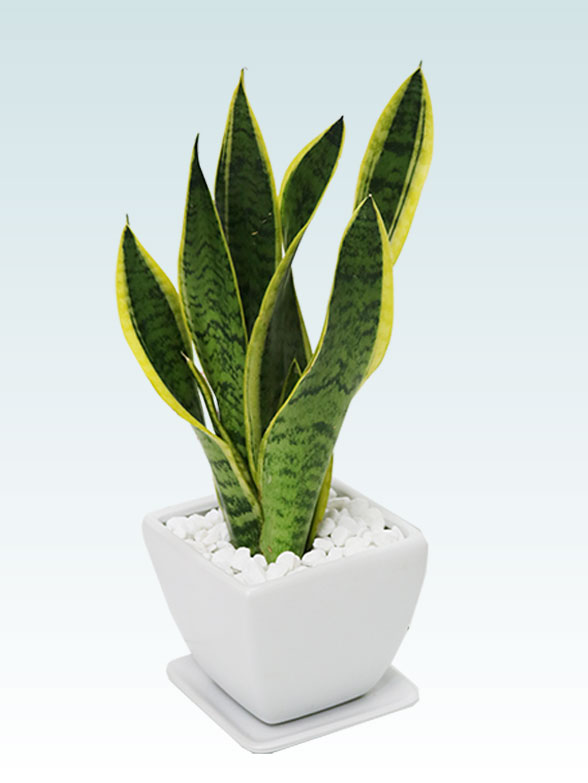 サンセベリア(陶器鉢植込み、４号スクエア白色)12