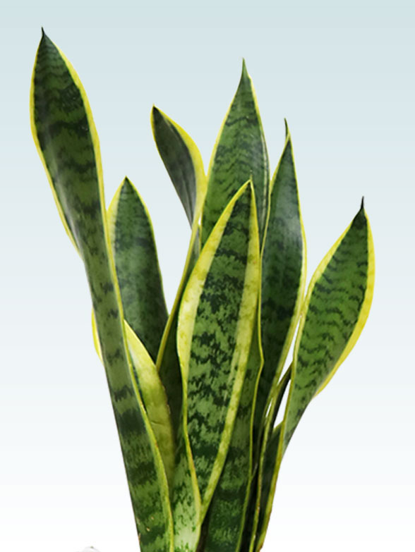 サンセベリア(陶器鉢植込み、４号スクエア白色)18