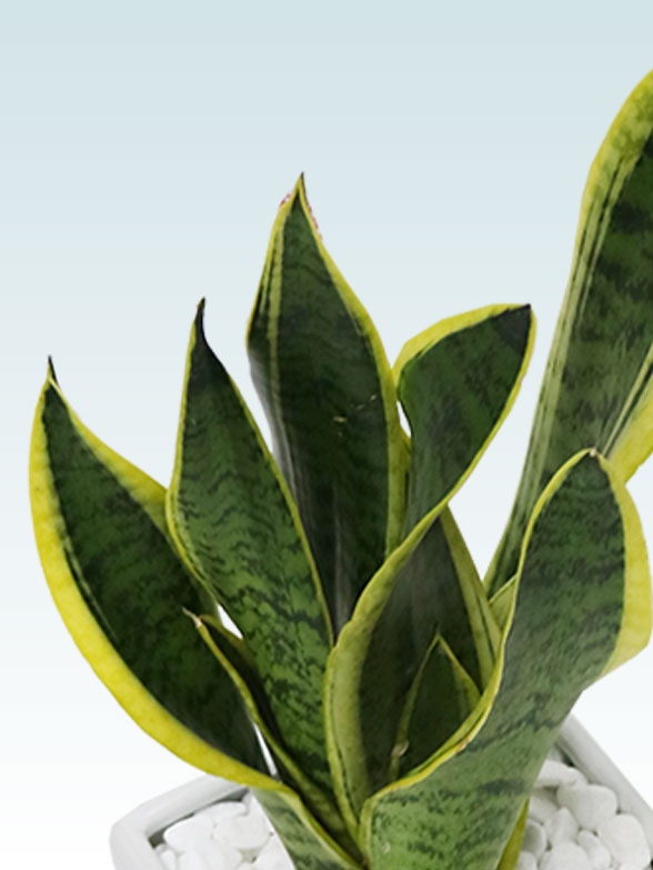 サンセベリア(陶器鉢植込み、４号スクエア白色)19