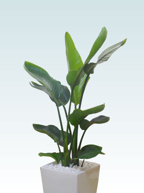 円 93 Off 観葉植物 ストレリチア オーガスタ 8号 おしゃれ お祝い 陶器鉢植え