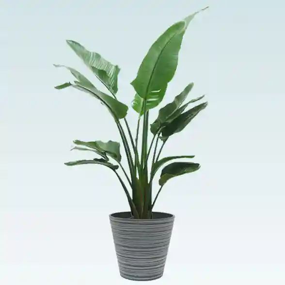 ストレリチア・オーガスタ(エコフレンドリーポット付) L サイズ/観葉