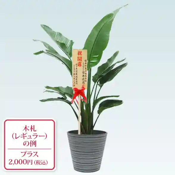 ストレリチア・オーガスタ(エコフレンドリーポット付)10