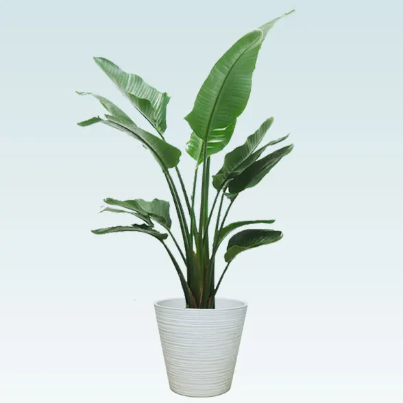 ストレリチア オーガスタ 1 ストレリチア・オーガスタ【大型 観葉植物 8号鉢／Lサイズ1個