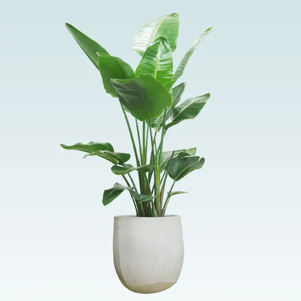 ストレリチア・オーガスタ(ラグジュアリー型、グラスファイバー製鉢カバー付)　Lサイズ 横