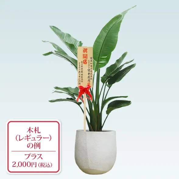 ストレリチア・オーガスタ(ラグジュアリー型、グラスファイバー製鉢カバー付)　Lサイズ　レギュラー札付き