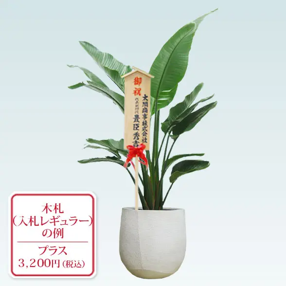 ストレリチア・オーガスタ(ラグジュアリー型、グラスファイバー製鉢カバー付)　Lサイズ　入札